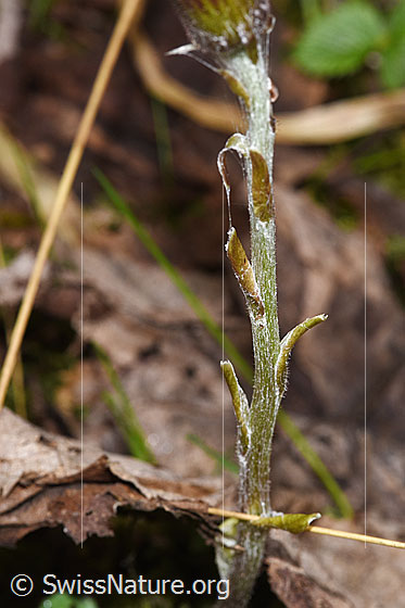 Photo: Tussilago farfara. Stem and stem leaves.
