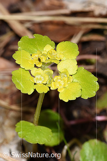 Photo: Chrysosplenium alternifolium. Blossoms.