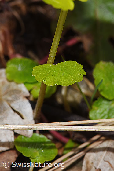 Photo: Chrysosplenium alternifolium. Stem and Stem leaf.