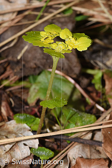 Photo: Chrysosplenium alternifolium. Whole plant (habiti). Höhe: 7cm.