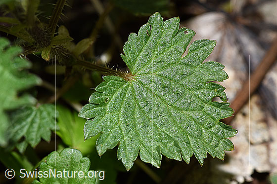 Foto: Grosse Brennnessel (Urtica diocia). Blatt. Blattoberseite.