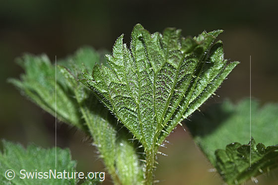 Foto: Grosse Brennnessel (Urtica diocia). Blattunterseite.