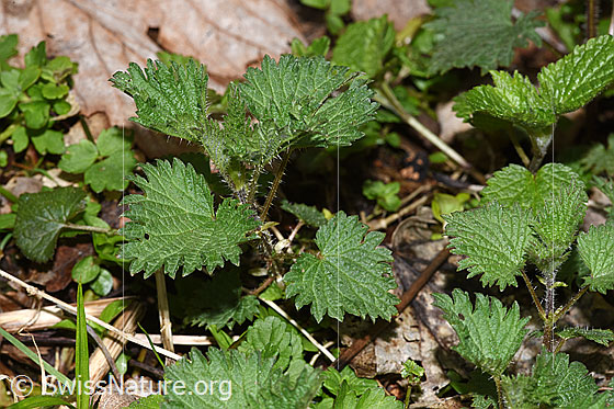 Foto: Grosse Brennnessel (Urtica diocia). Junge Pflänzchen. Höhe: 9cm.
