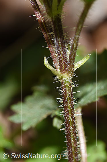 Foto: Grosse Brennnessel (Urtica diocia). Stängel.