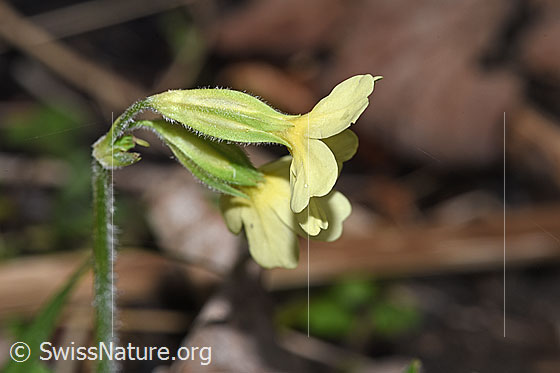 Foto: Wald-Schlüsselblume (Primula elatior). Blüten und Stängel. Ansicht von der Seite.