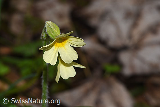 Foto: Wald-Schlüsselblume (Primula elatior). Blüten. Ansicht von vorne.