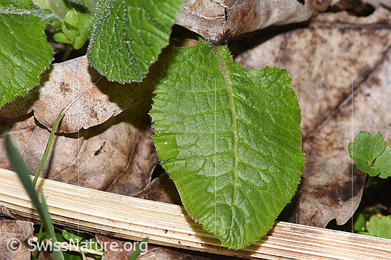 Foto: Wald-Schlüsselblume (Primula elatior). Blattoberseite.