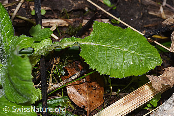 Foto: Wald-Schlüsselblume (Primula elatior). Blatt.