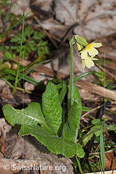 Foto: Wald-Schlüsselblume (Primula elatior). Ganze Pflanze (Habitus). Höhe: 12cm.