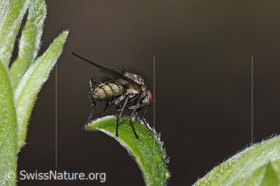 Photo: Probably Hylemya vagans on shrub. Length 6mm. Male. View from behind.
