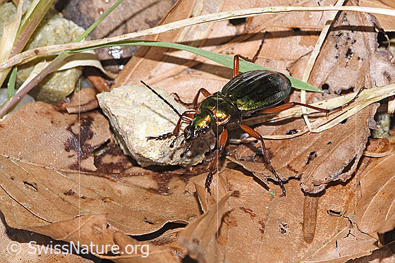 Foto: Goldglänzender Laufkäfer (Carabus auronitens). Ansicht von seitlich vorne oben.