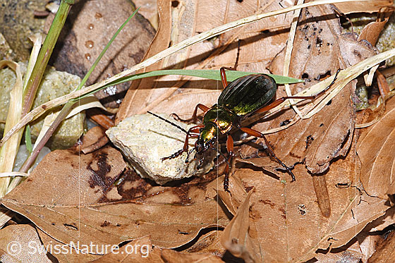 Photo: Carabus auronitens. Length: 24mm. View from top front.