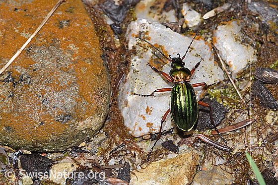 Foto: Goldglänzender Laufkäfer (Carabus auronitens). Ansicht von oben.