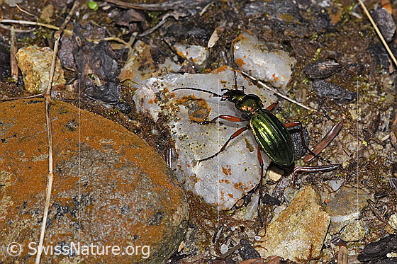 Foto: Goldglänzender Laufkäfer (Carabus auronitens). Ansicht von seitlich hinten oben.