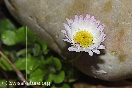 Photo: Bellis perennis. Blossom.