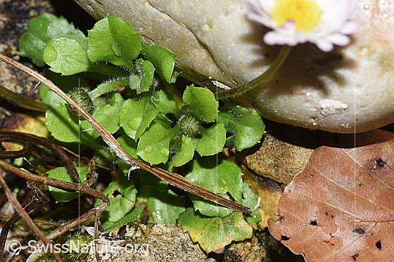 Photo: Bellis perennis. Leaves.