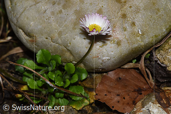 Photo: Bellis perennis. Whole plant (habit). Height = 6cm.