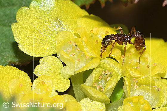 Photo: Probably Myrmica ruginodis on Chrysosplenium alternifolium. Length 4mm. View from the side.