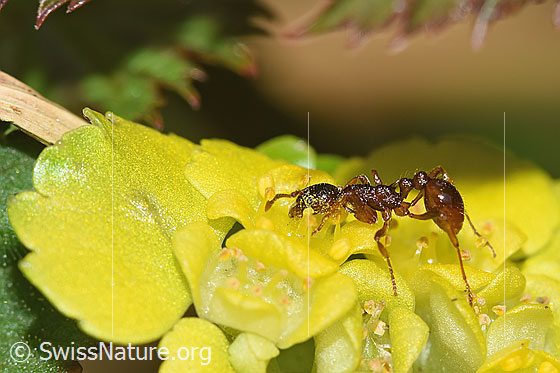 Foto: Wahrscheinlich Waldknotenameise (Myrmica ruginodis) auf Wechselblättriges Milzkraut (Chrysosplenium alternifolium). Länge 4mm. Ansicht von der Seite.