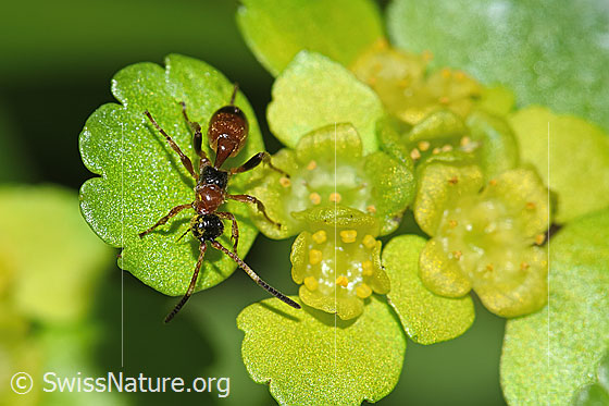 Foto: Schlupfwespe der Gattung Gelis auf Wechselblättriges Milzkraut (Chrysosplenium alternifolium). Länge 5mm. Ansicht von oben.