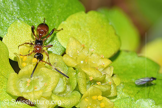Foto: Schlupfwespe der Gattung Gelis auf Wechselblättriges Milzkraut (Chrysosplenium alternifolium). Länge 5mm. Ansicht von oben.