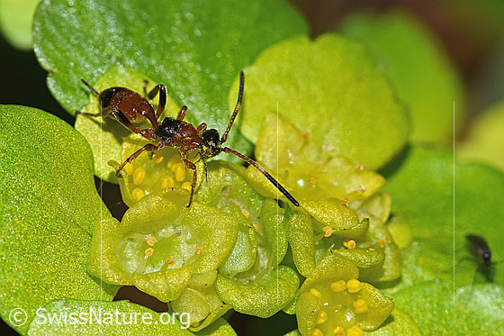 Foto: Schlupfwespe der Gattung Gelis auf Wechselblättriges Milzkraut (Chrysosplenium alternifolium). Länge 5mm. Ansicht von schräg oben.