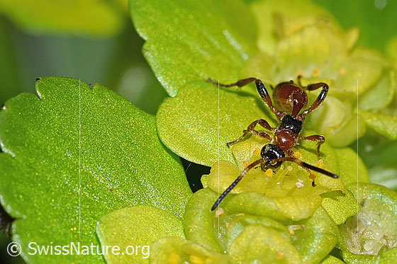 Foto: Schlupfwespe der Gattung Gelis auf Wechselblättriges Milzkraut (Chrysosplenium alternifolium). Länge 5mm. Ansicht von vorne oben.