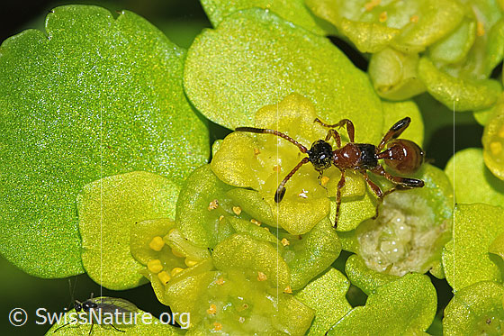 Foto: Schlupfwespe der Gattung Gelis auf Wechselblättriges Milzkraut (Chrysosplenium alternifolium). Länge 5mm. Ansicht von oben.