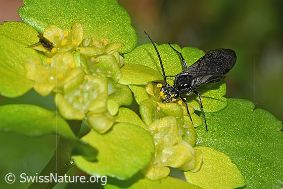 Photo: Dolerus nitens auf Wechselblättrigem Milzkraut (Chrysosplenium alternifolium). Length 9mm. View from top front.