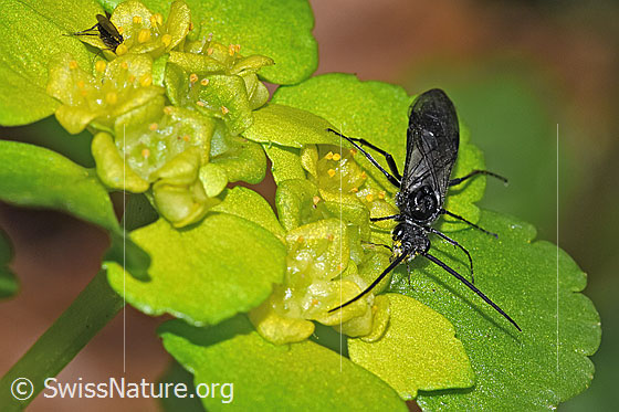 Photo: Dolerus nitens on Chrysosplenium alternifolium. Length 9mm. View from the front.
