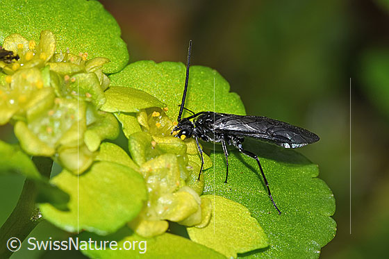 Photo: Dolerus nitens on Chrysosplenium alternifolium. Length 9mm. View from the side.