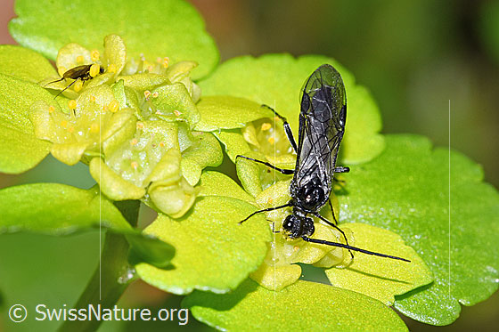 Photo: Dolerus nitens on Chrysosplenium alternifolium. Length 9mm. View from top front.