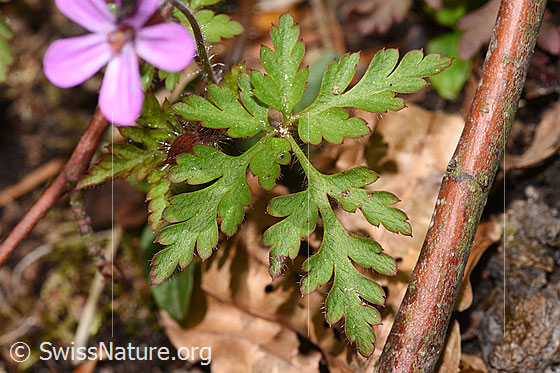 Photo: Geranium robertianum. Leaf.
