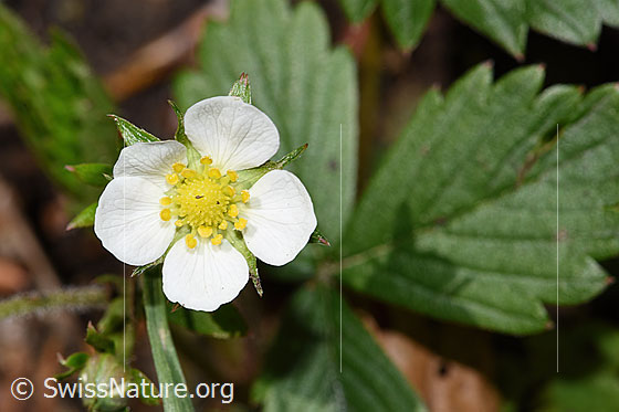 Photo: Fragaria vesca. Blossom. View from above.