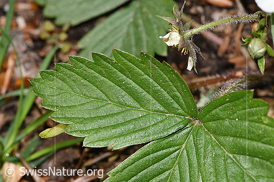 Photo: Fragaria vesca. Leaf top.