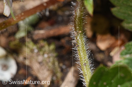 Photo: Fragaria vesca. Stem.