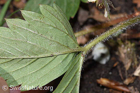 Photo: Fragaria vesca. Leaf underside.