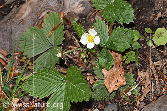 Photo: Fragaria vesca. Whole plant (habit). Height = 5.5 cm.