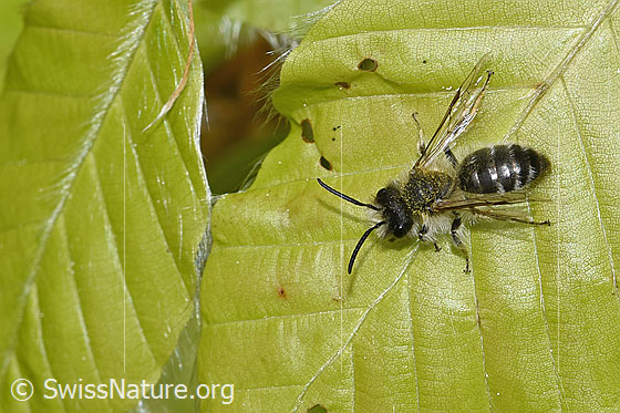 Photo: Probably Andrena gravida. Length 10mm. Male. View from diagonally above.