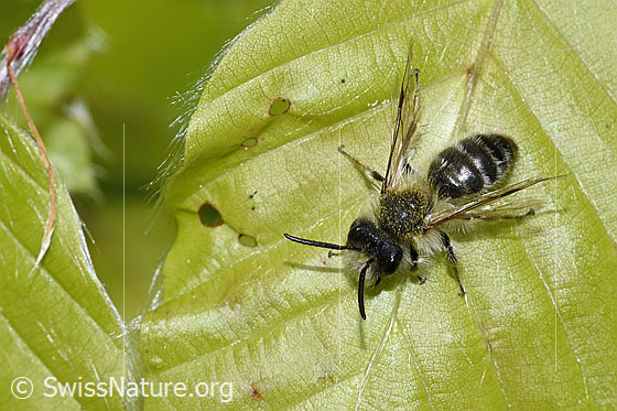 Foto: Wahrscheinlich Weisse Bindensandbiene (Andrena gravida). Länge 10mm. Männchen. Ansicht von vorne oben.