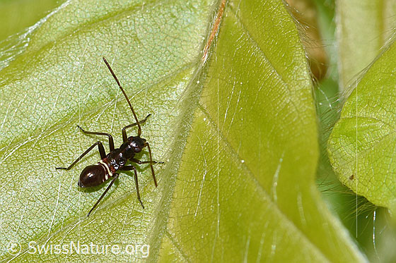 Prachtwanze (Miris striatus) Prachtwanze (Miris striatus)