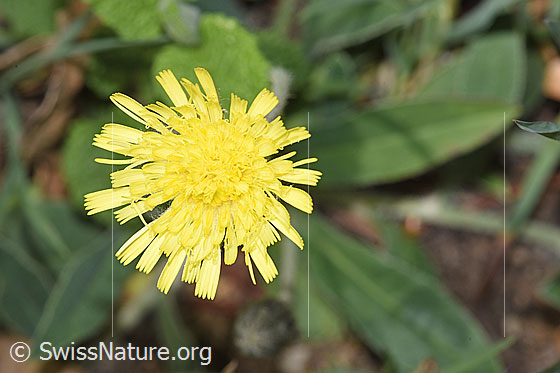 Photo: Hieracium pilosella. Blossom. Height der plant = 10cm.