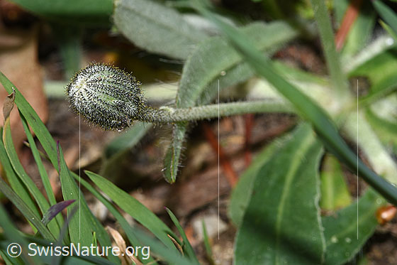 Photo: Hieracium pilosella. Unopened flower and stem.