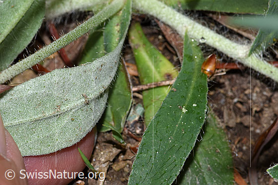 Photo: Hieracium pilosella. Leaf underside.