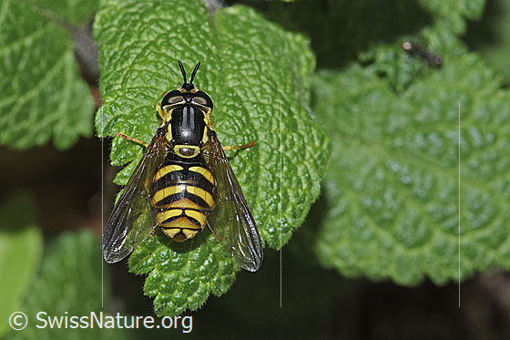 Photo: Chrysotoxum cautum. Length 15mm. Female. View from above.