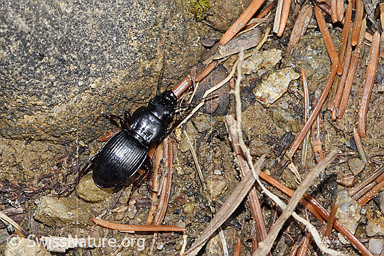 Braunfüssiger Striemenkäfer (Molops piceus)
