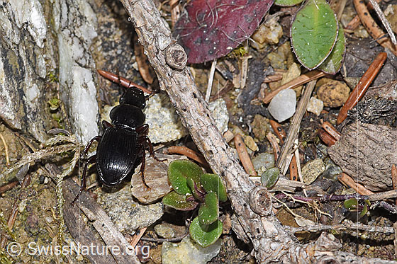Photo: Molops piceus. Length 12mm. Male. View from behind top.