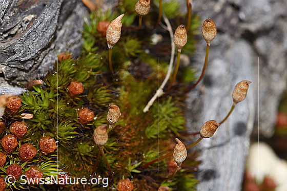 Glashaar-Widertonmoos (Polytrichum piliferum)
