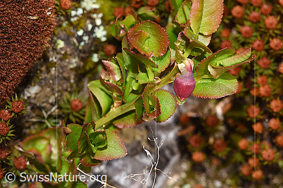 Foto: Heidelbeere (Vaccinium myrtillus). Blüte und Blätter.