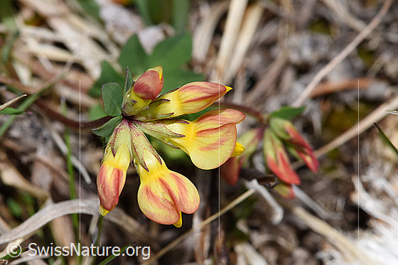Photo: Lotus corniculatus. Blossoms and calyxes. View from above.